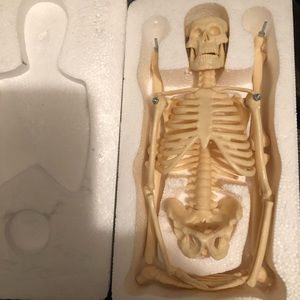 Anatomy Skeleton School 17 Inches Tall NEW